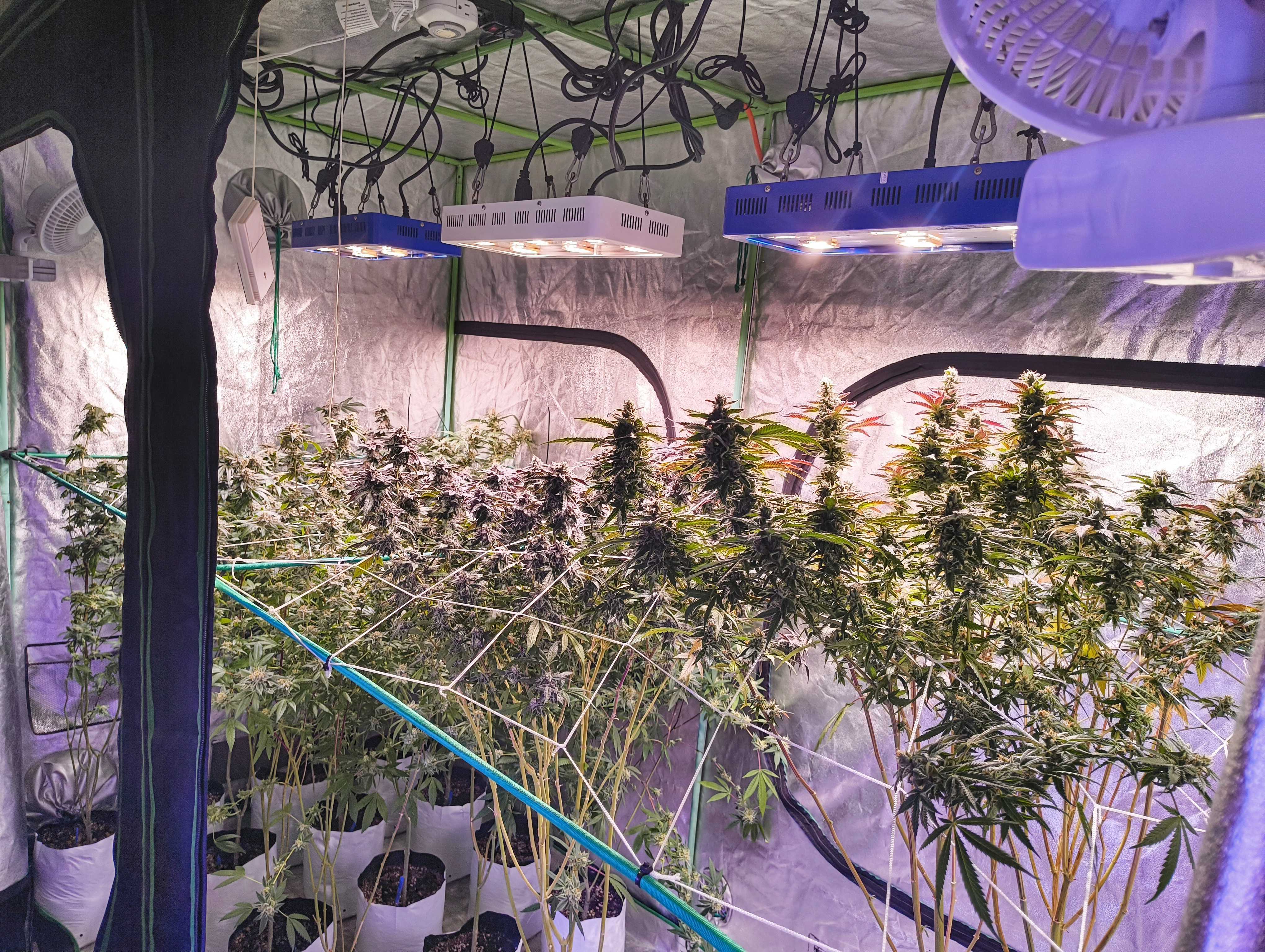 Alex and Angela's Grow