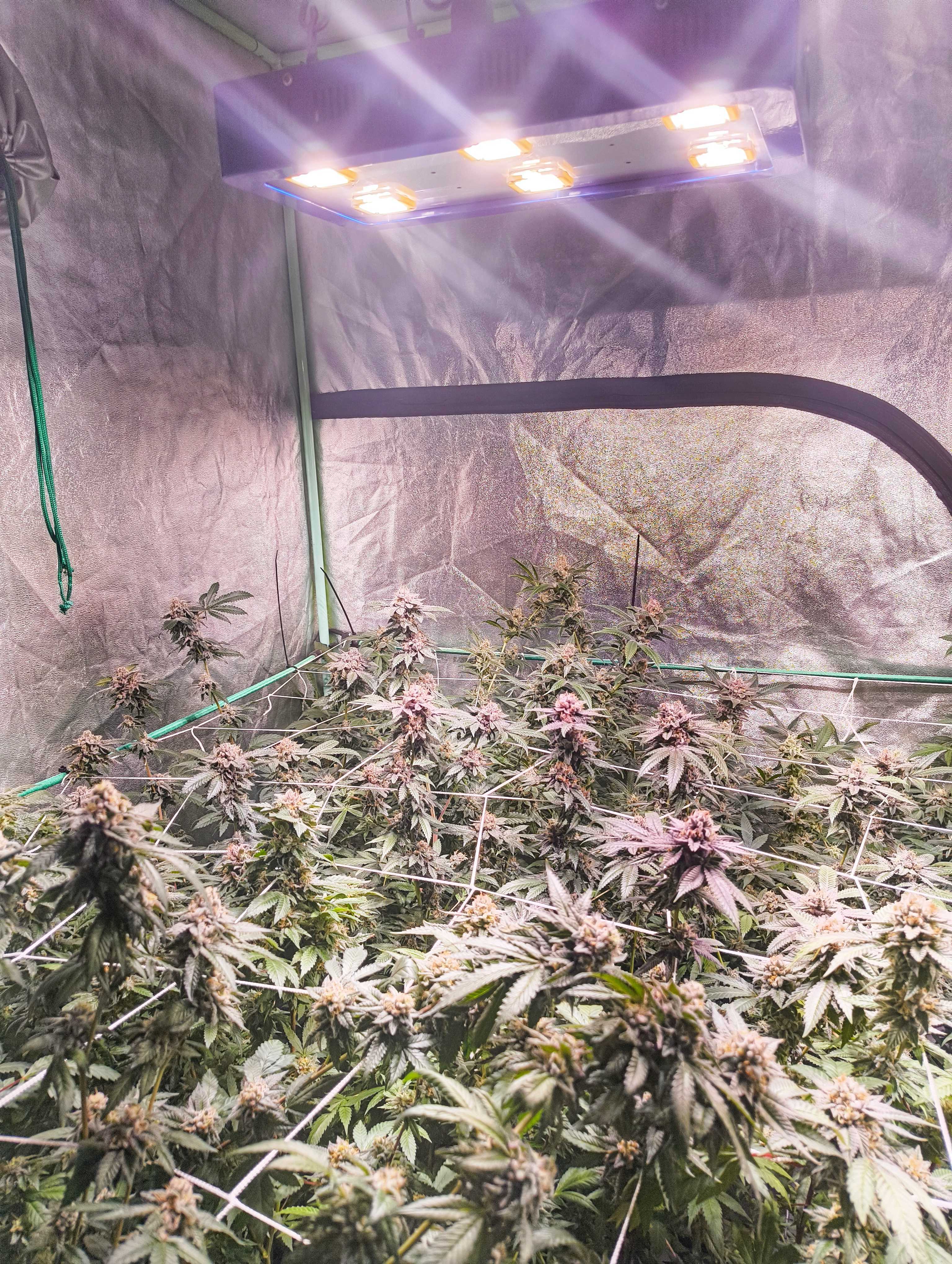 Alex and Angela's Grow