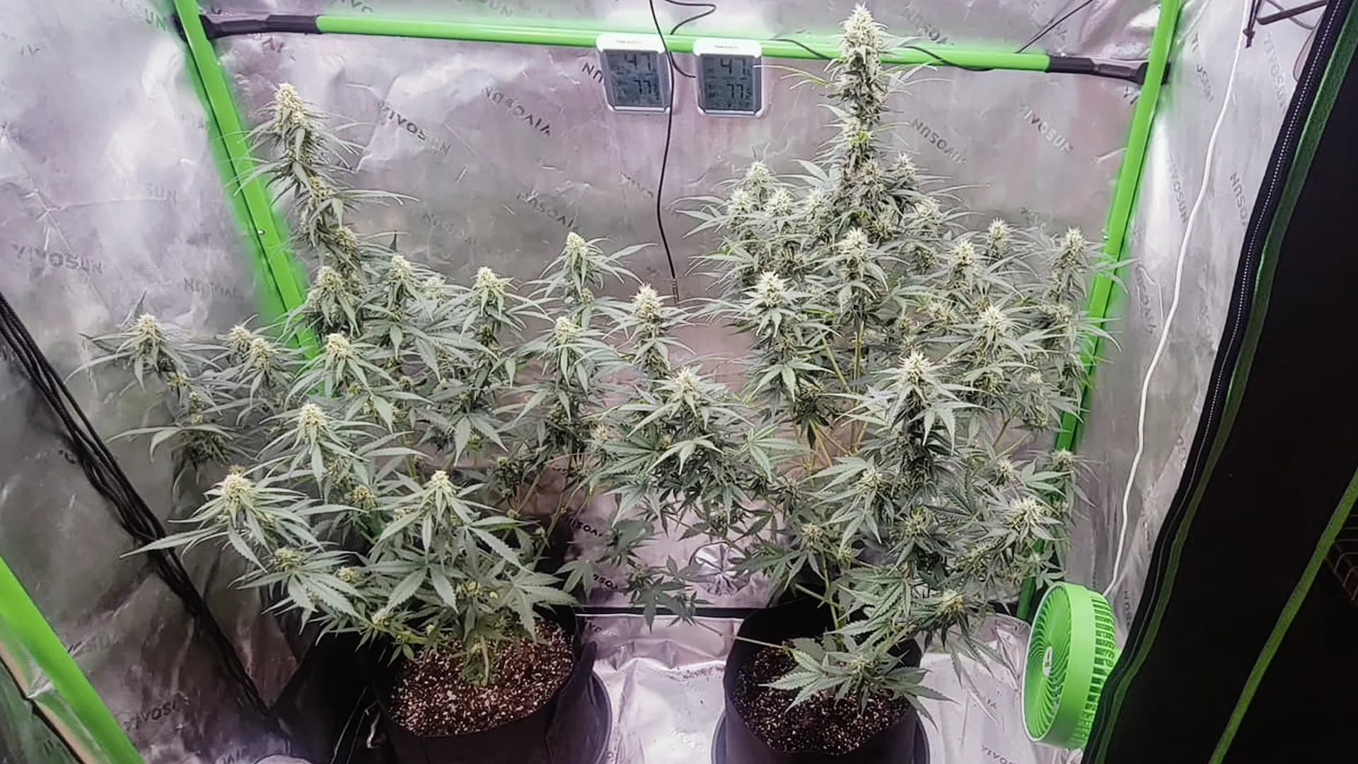 Two cannabis plants in pots inside a reflective grow tent with green framing and a small fan.
