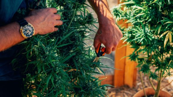 What Each Stage of the Grow Actually Needs