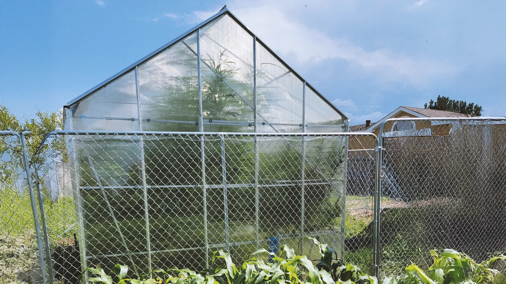 A greenhouse with plants inside, surrounded by a chain-link fence, under a clear blue sky near a house.