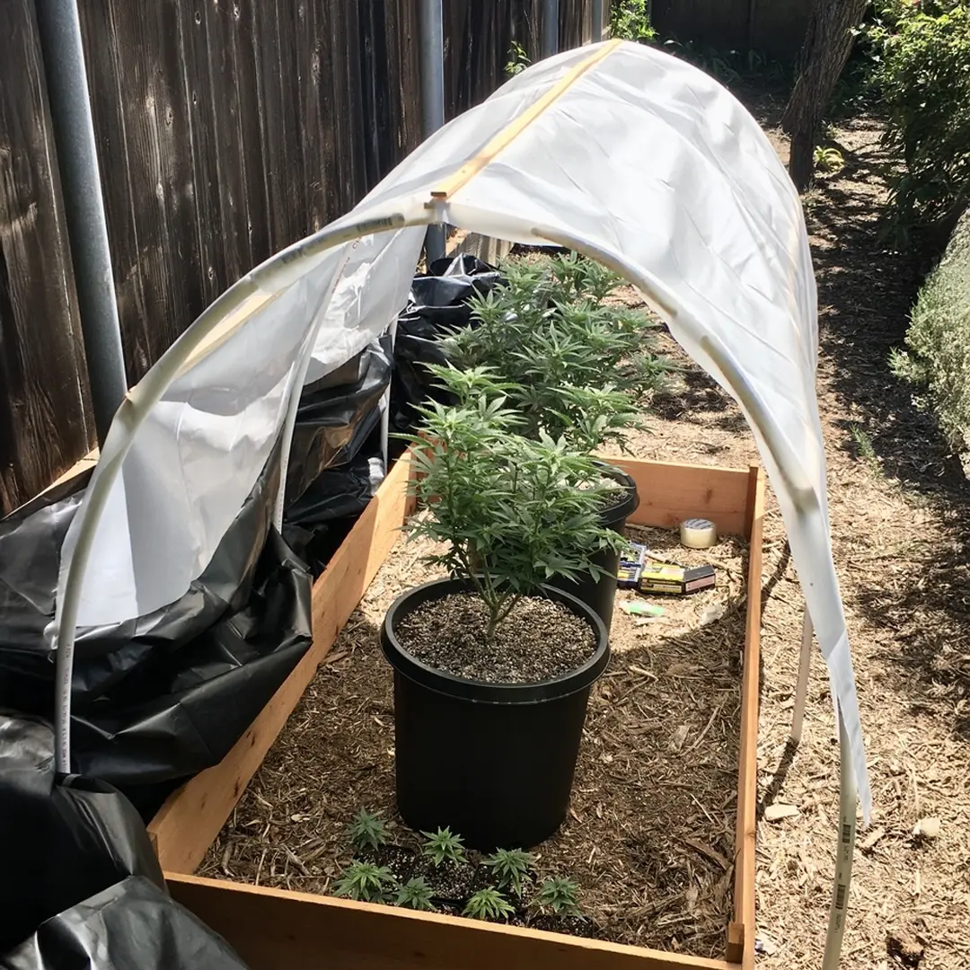 A small greenhouse with a plastic cover shelters a potted plant in a wooden raised bed, surrounded by soil and gardening tools.