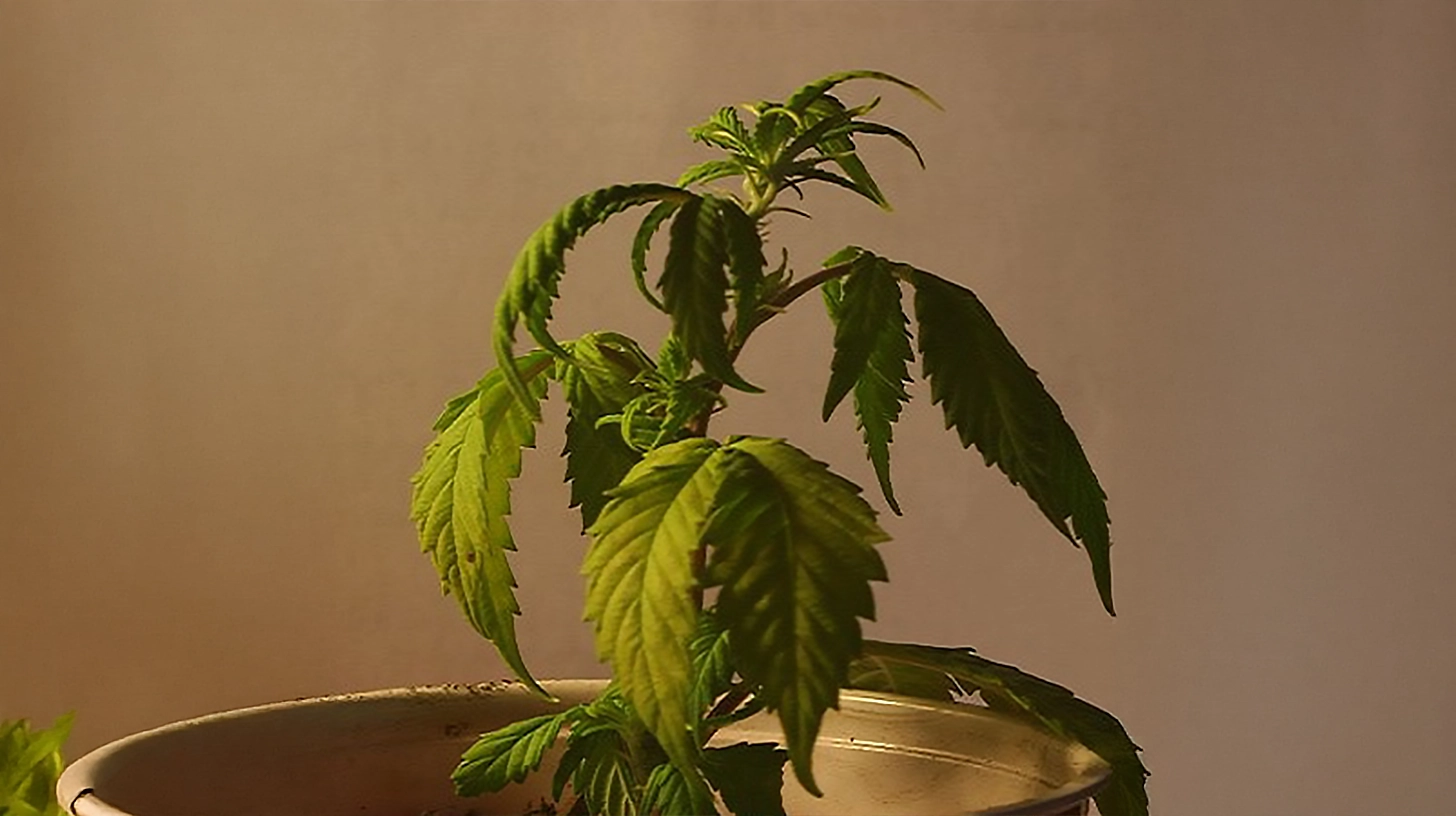 A cannabis seedling with drooping, dry leaves, showing the consequences of insufficient water supply and poor hydration.