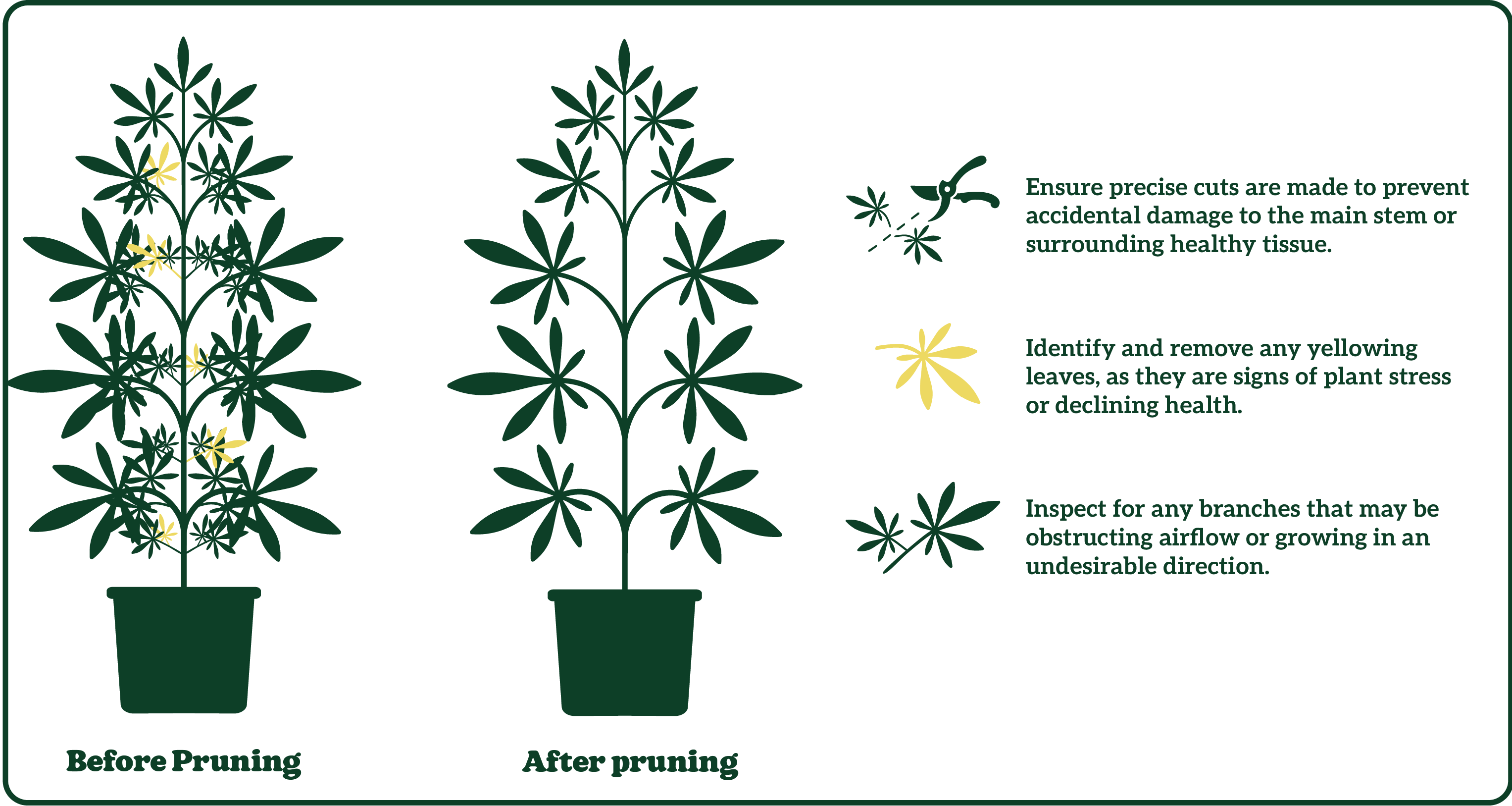 Illustration of a plant before and after pruning with tips for precise cuts, removing yellow leaves, and inspecting obstructive branches.
