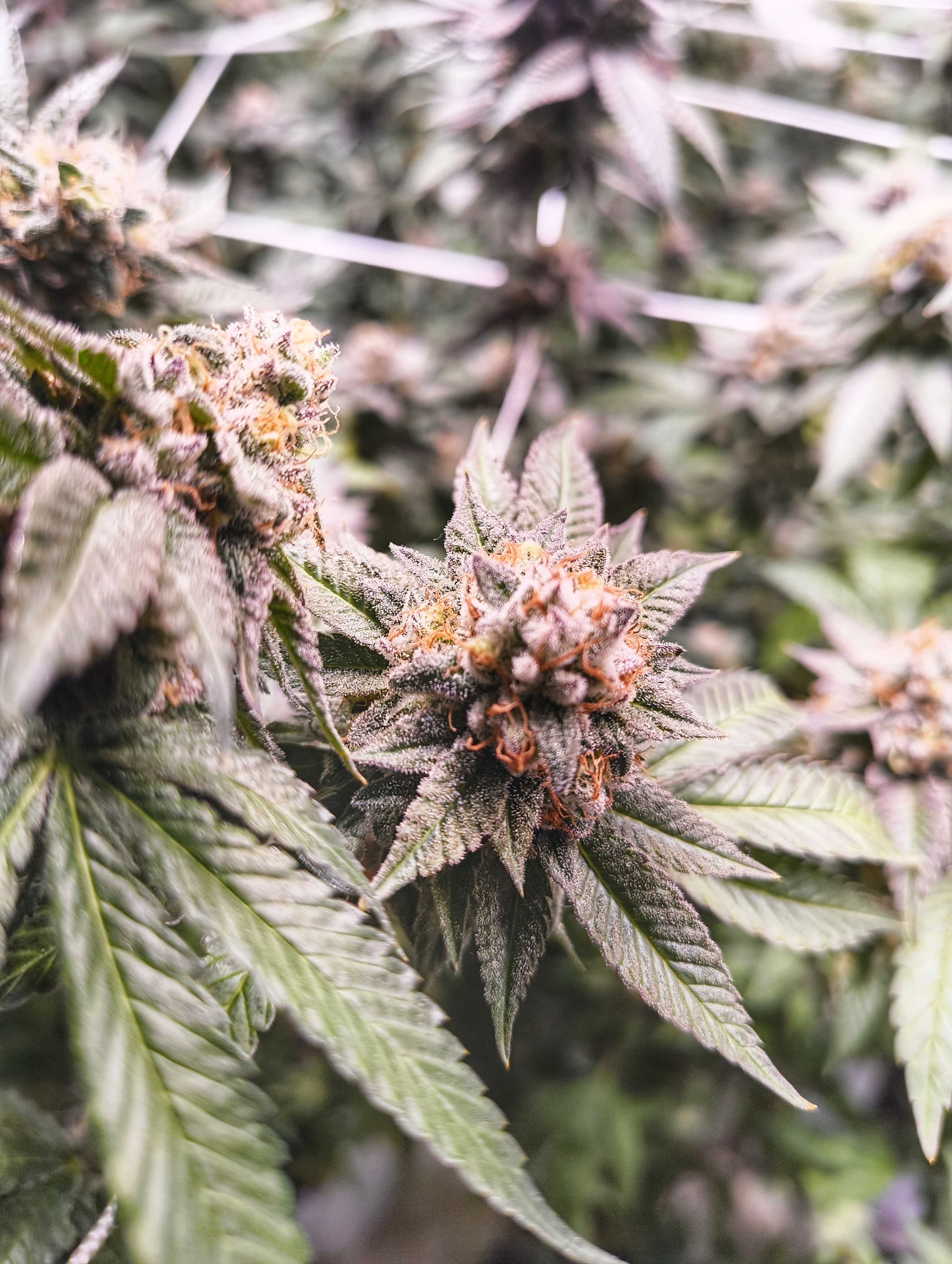 Alex and Angela's Grow