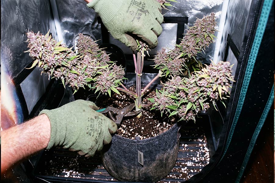 Cannabis branch being trimmed with scissors.
