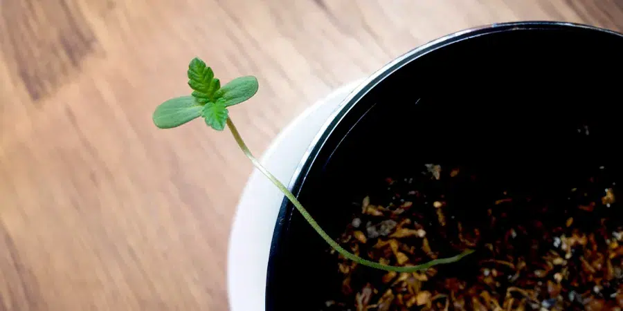 Cannabis plants with tall, stretched stems, signaling inadequate light levels and a need for better lighting to promote strong growth.