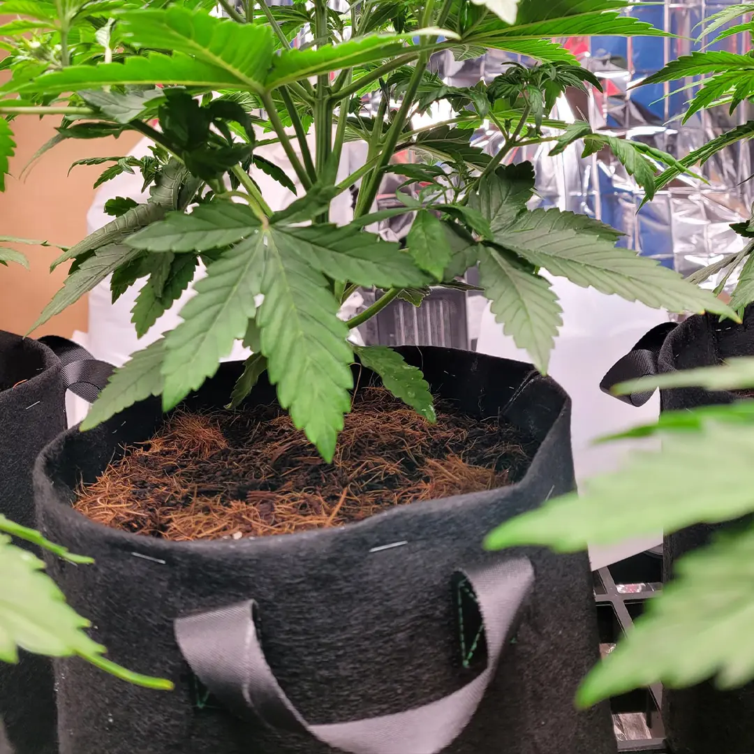 Close-up of a cannabis plant growing in a black fabric pot, surrounded by healthy green leaves and placed indoors.