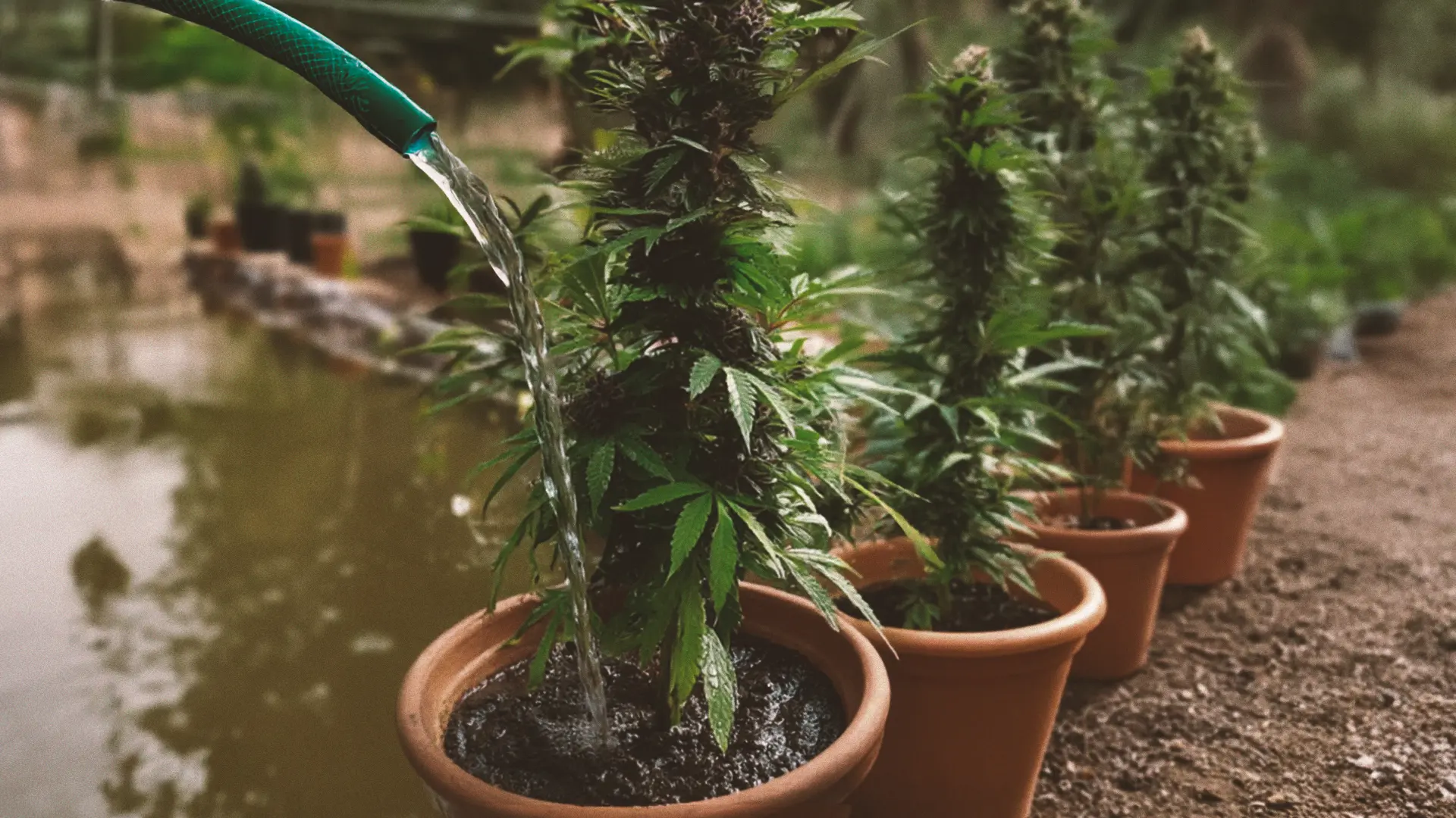 A row of potted cannabis plants being watered with a green hose near a pond in an outdoor garden setting.