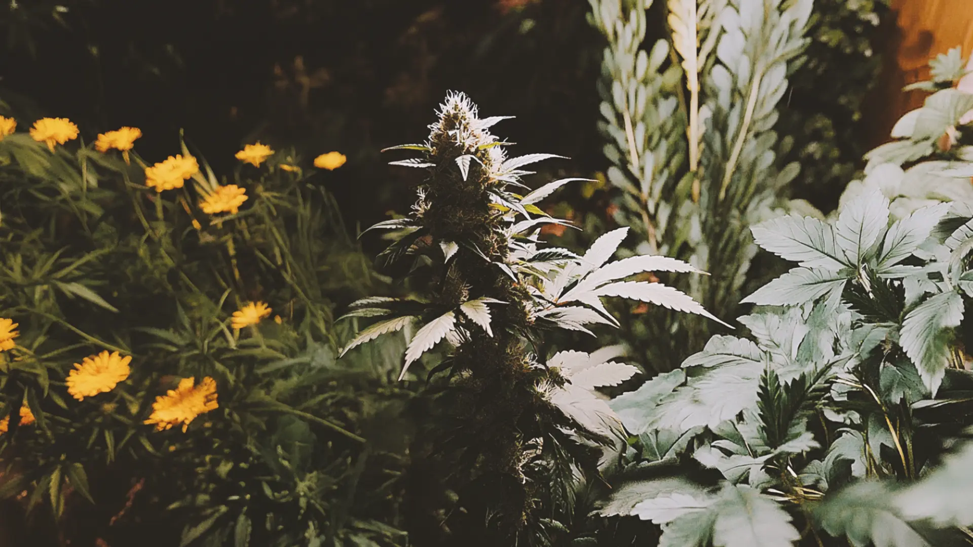 A cannabis plant surrounded by yellow flowers and green foliage, illuminated in soft light.