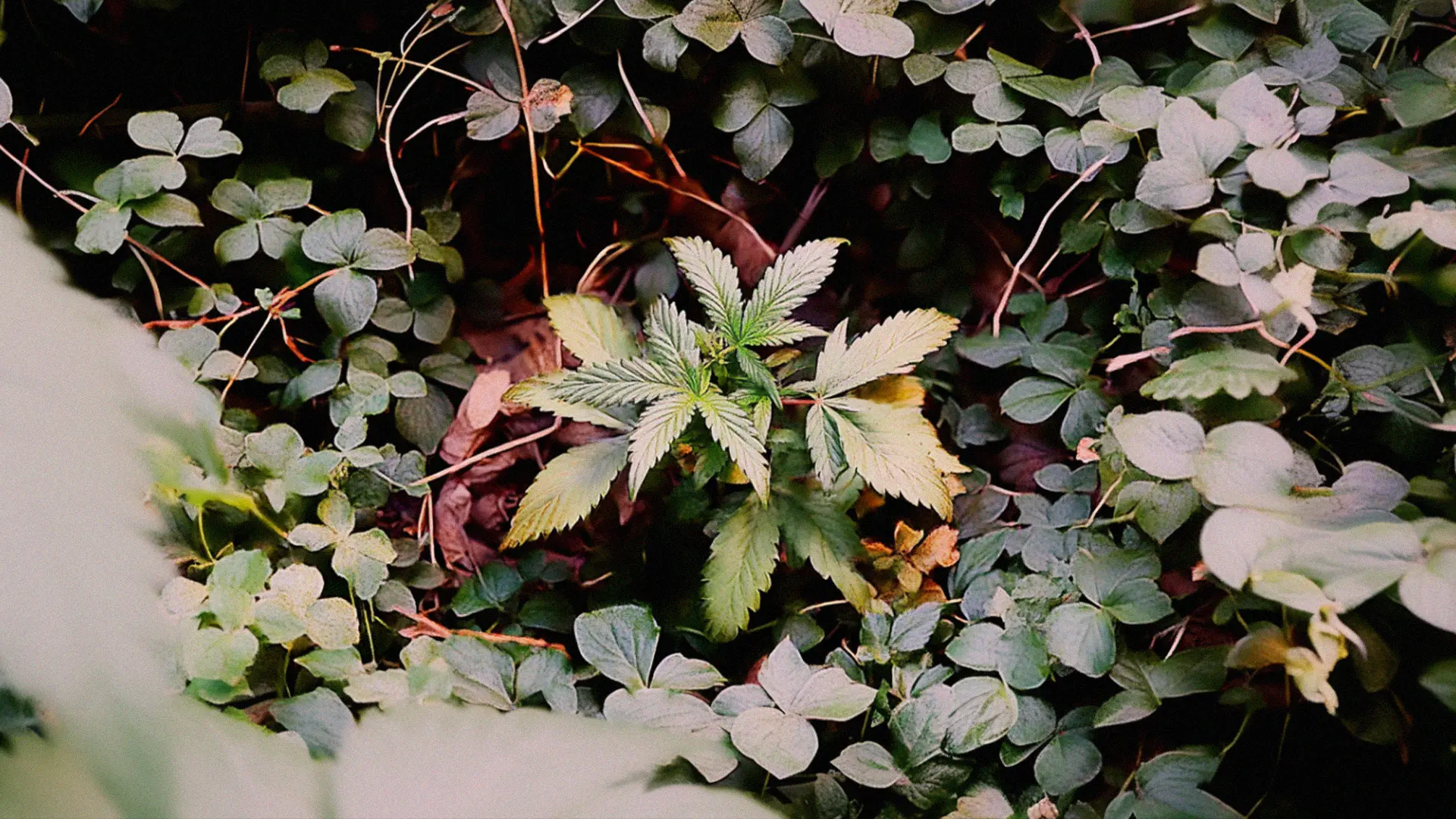 A single green plant with serrated leaves grows amid dense foliage of smaller, round leaves.