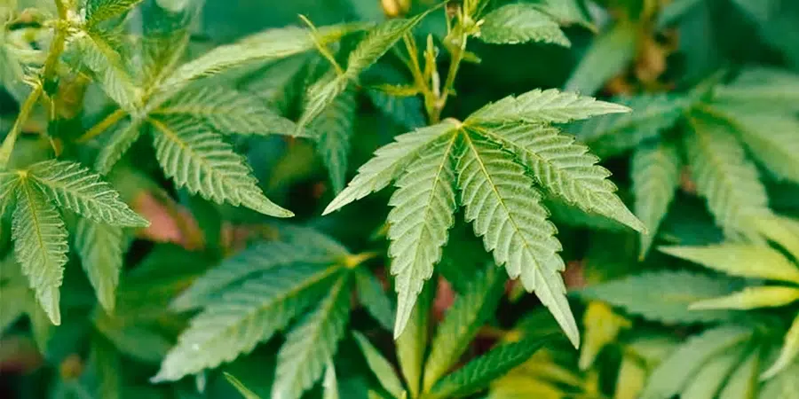 Close-up of vibrant green cannabis leaves with serrated edges, growing densely in natural light.