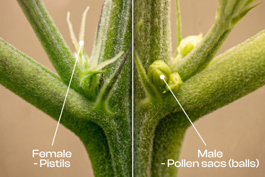 Side-by-side image showing the early signs of female and male cannabis plants, with tiny white hairs on the female and small pollen sacs forming on the male.