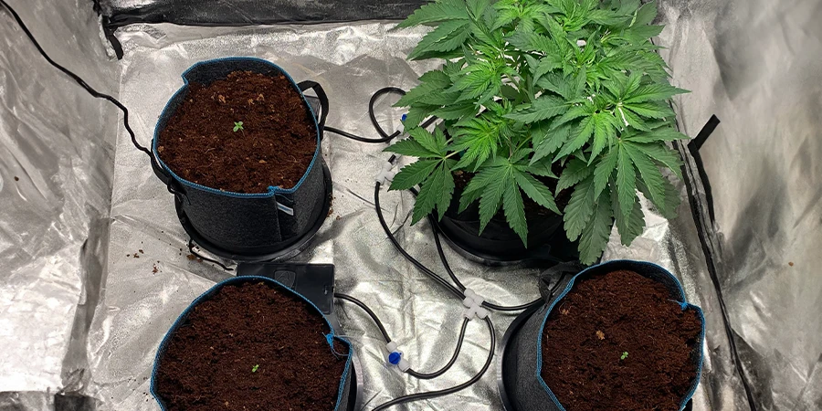 A cannabis grow tent with several plants growing, arranged to provide ample space for each plant to develop properly under artificial lights.