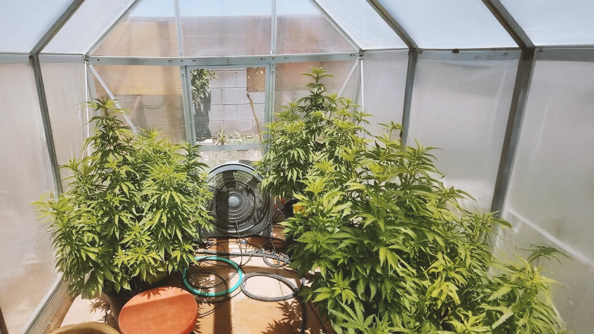 Greenhouse interior with lush cannabis plants, a fan, and a garden hose on the floor, under a translucent roof.