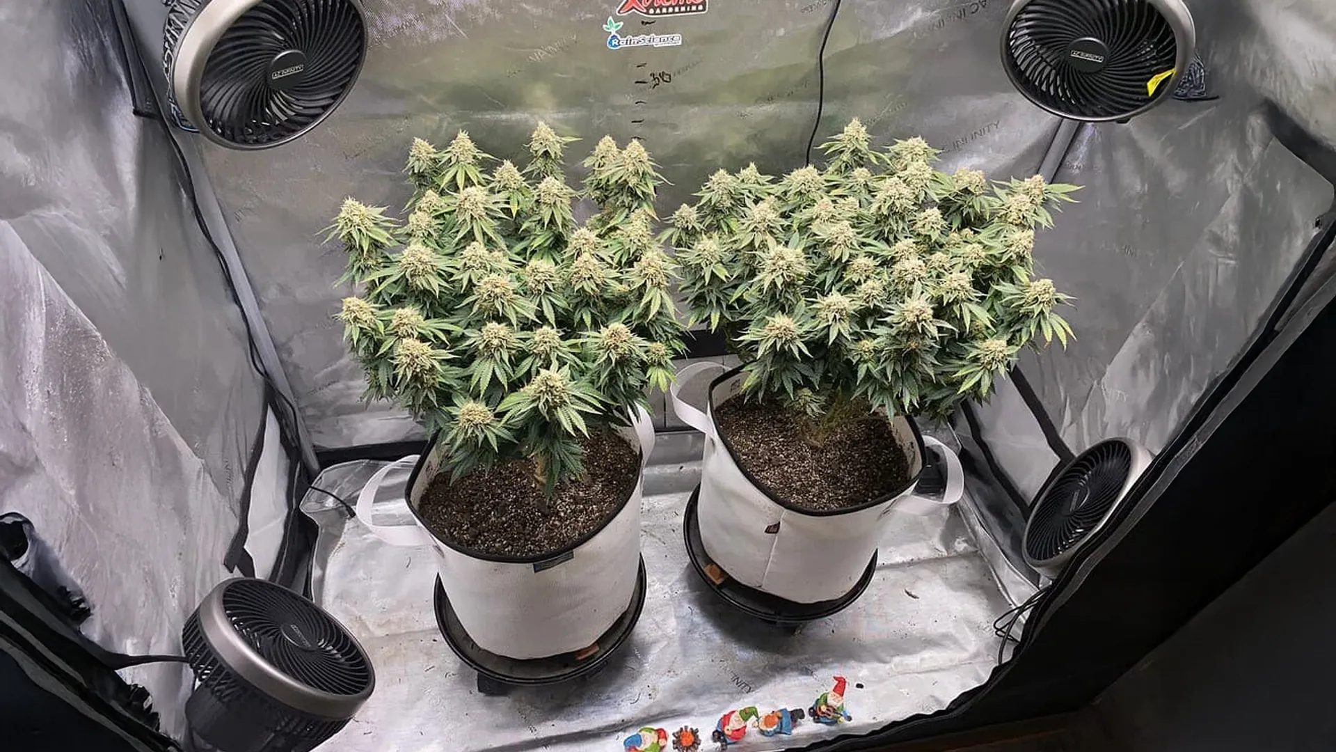 Two cannabis plants in fabric pots inside a grow tent with fans, under artificial lighting.