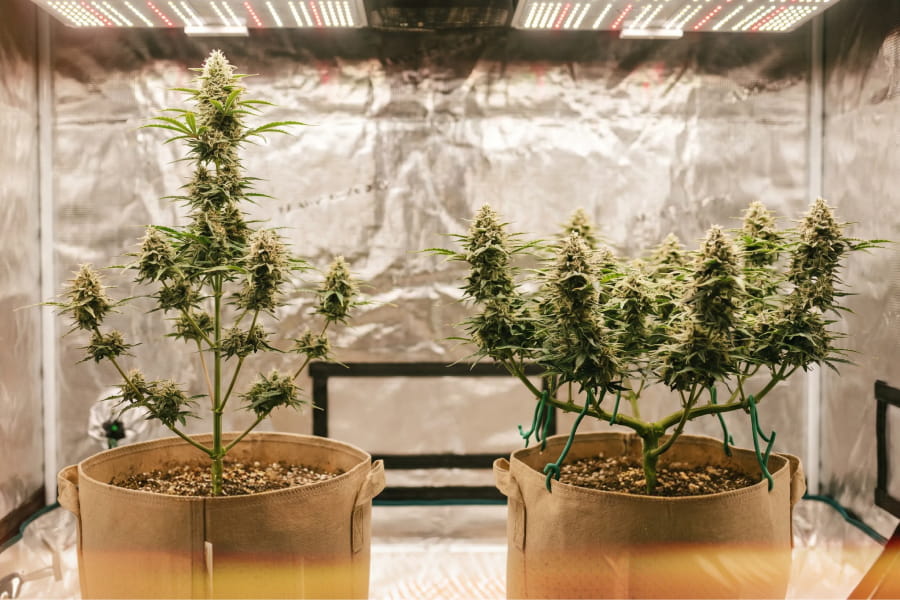 Side-by-side comparison of LST trained autoflower with flat multi-topped canopy next to untrained autoflower with single tall central cola What the image should show: Left: untrained autoflower with one tall central cola and visibly shaded lower branches. Right: LST-trained autoflower with a flat, spread-out canopy and multiple tops at the same height. Label arrows indicating canopy height difference, number of light-exposed tops and the shaded zone on the untrained plant.