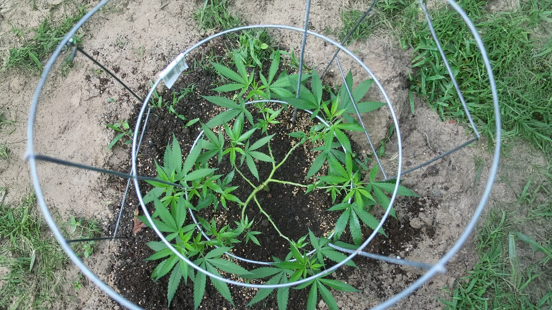 Top view of a young cannabis plant growing in a metal support cage, surrounded by soil and grass.