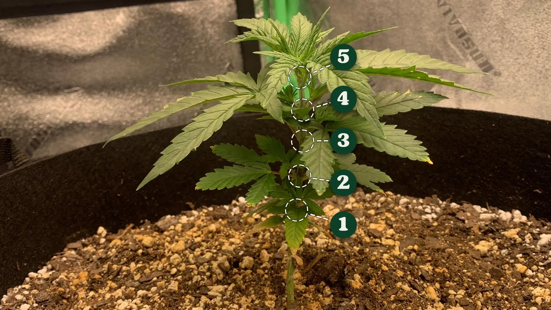 A young cannabis plant in a pot with five nodes labeled numerically from bottom to top, surrounded by soil.