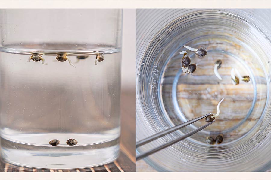Cannabis seeds floating and beginning to sink in a clear glass of room-temperature water