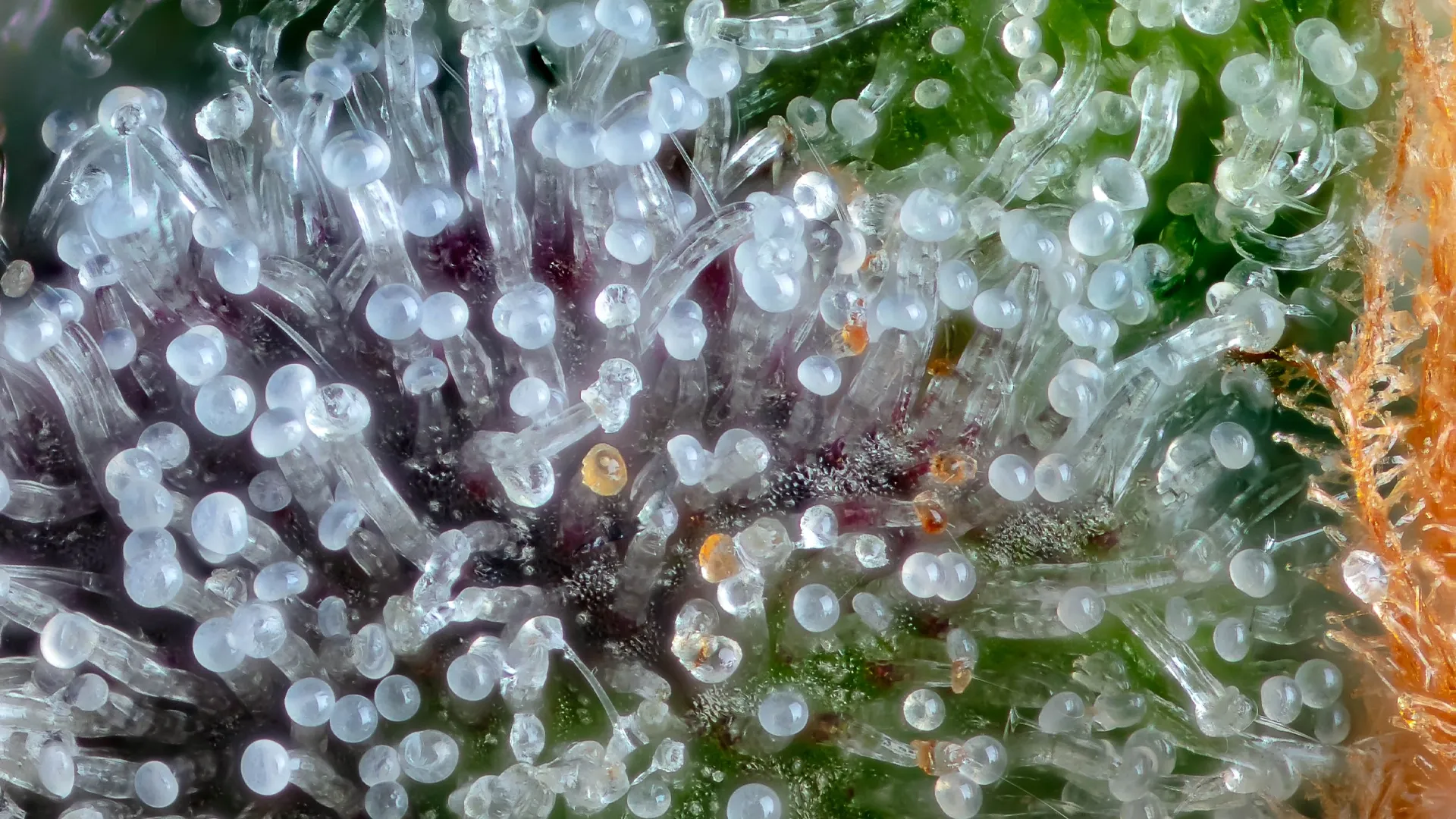 Happy valley macro shot of trichomes
