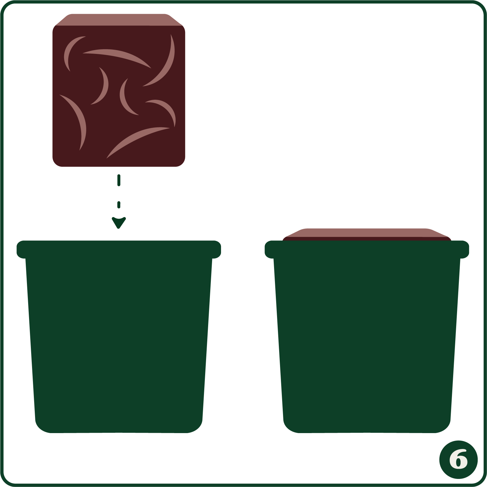Coco coir germination stage 6