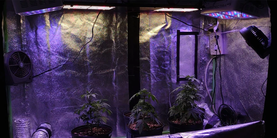 A grow room with LED lights optimized for cannabis cultivation, providing the necessary spectrum for vegetative and flowering stages of plant growth.