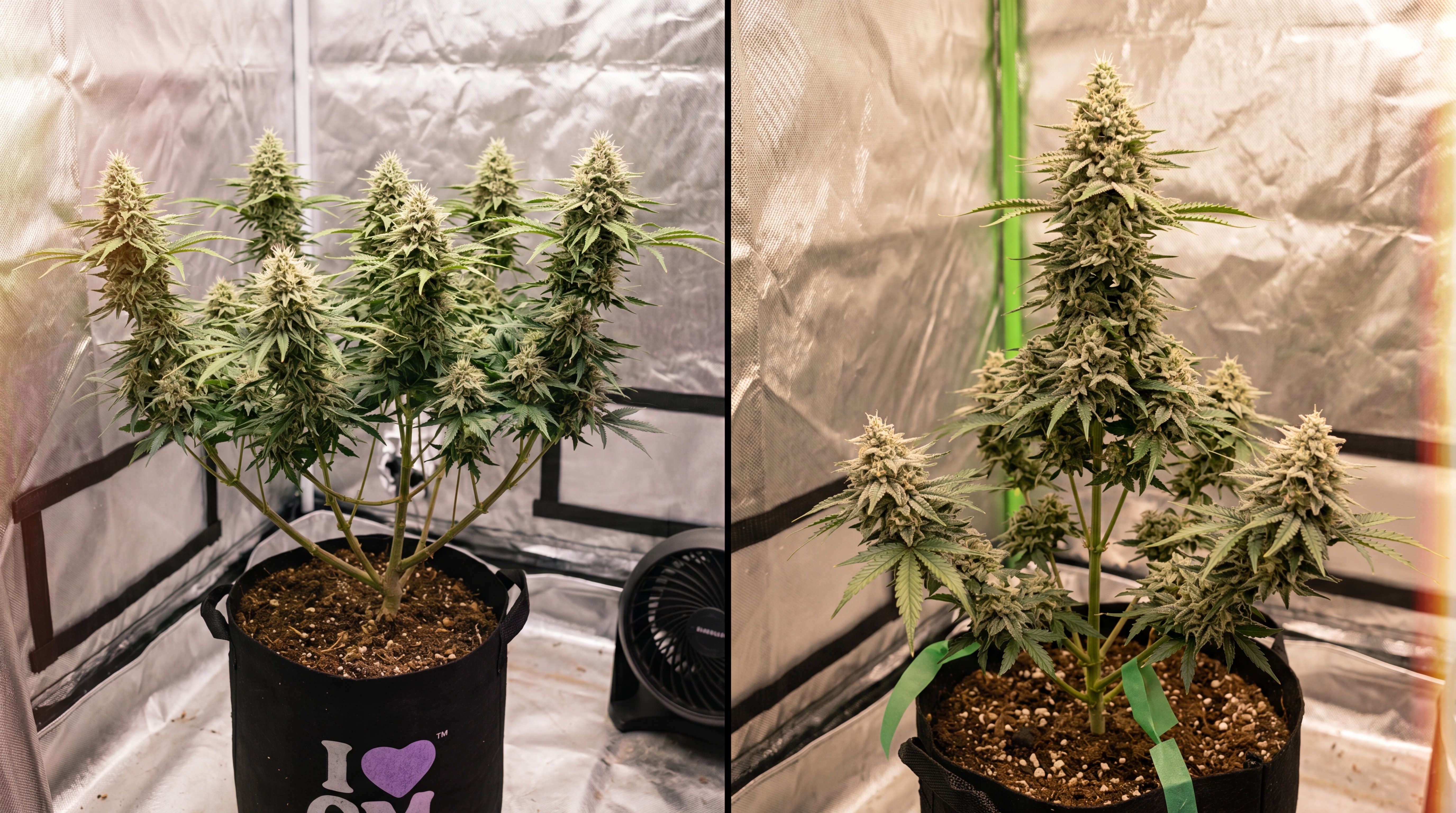 Side-by-side comparison of a topped weed plant and an untopped weed plant of the same age .