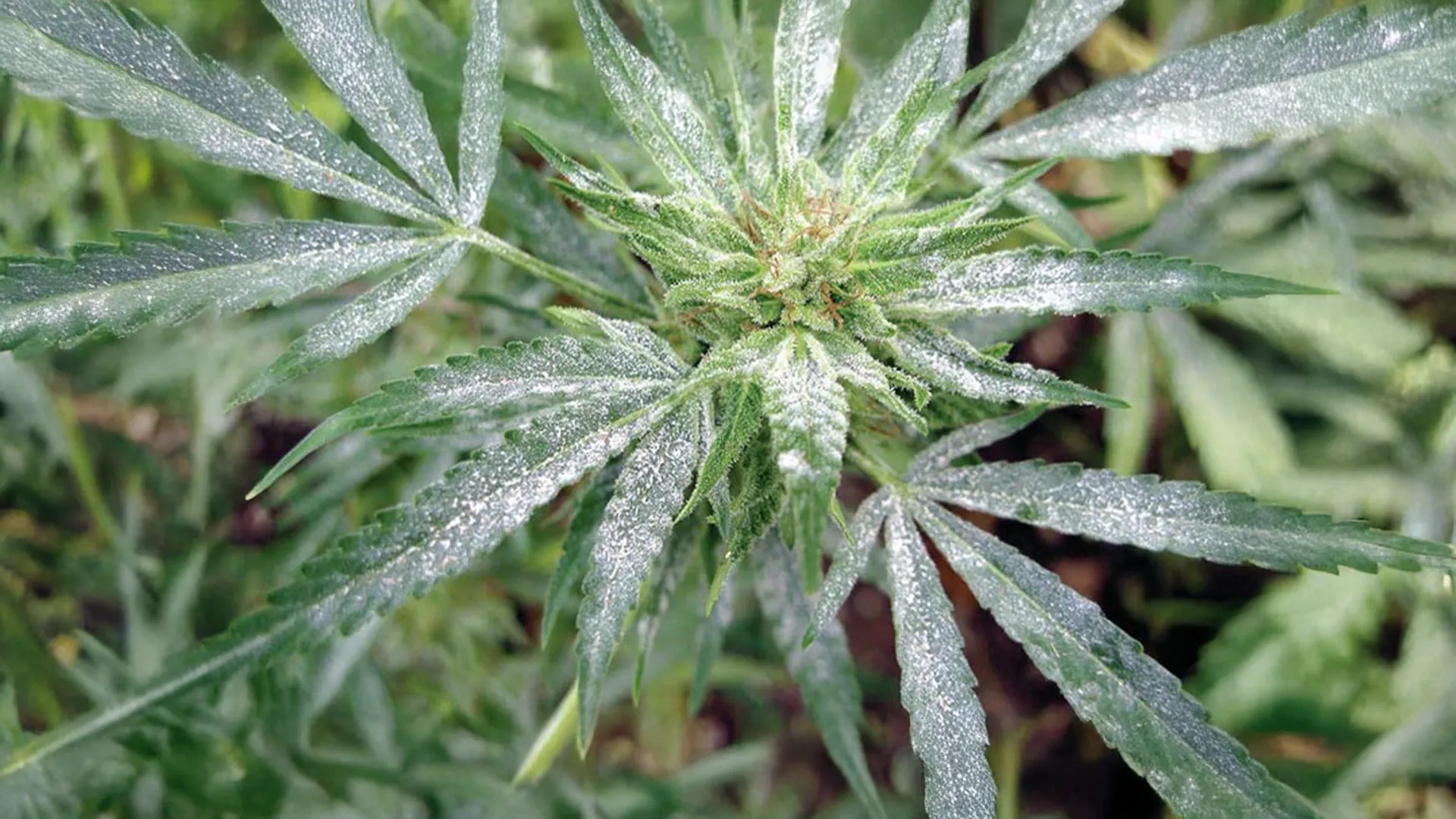 Powdery Mildew late stage