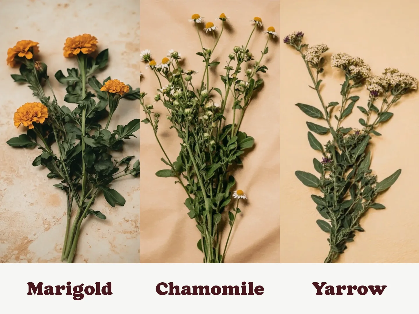 Three bunches of flowers: marigold with orange blooms, chamomile with small white flowers, and yarrow with clusters of tiny white flowers.