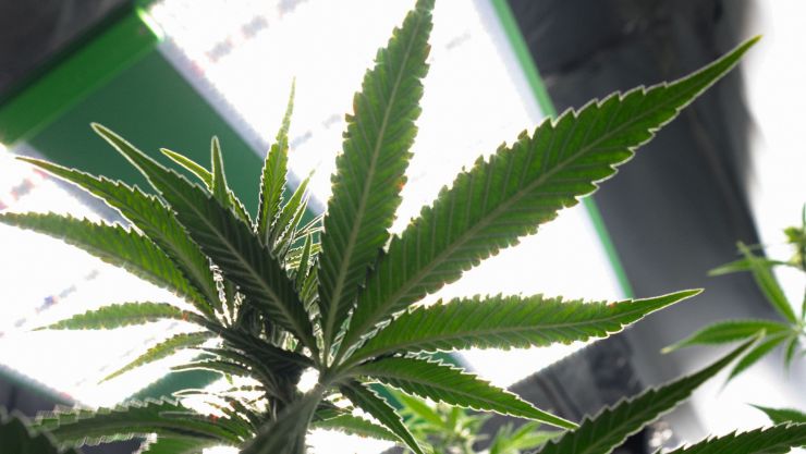 What’s Inside a Cannabis Grow Kit?