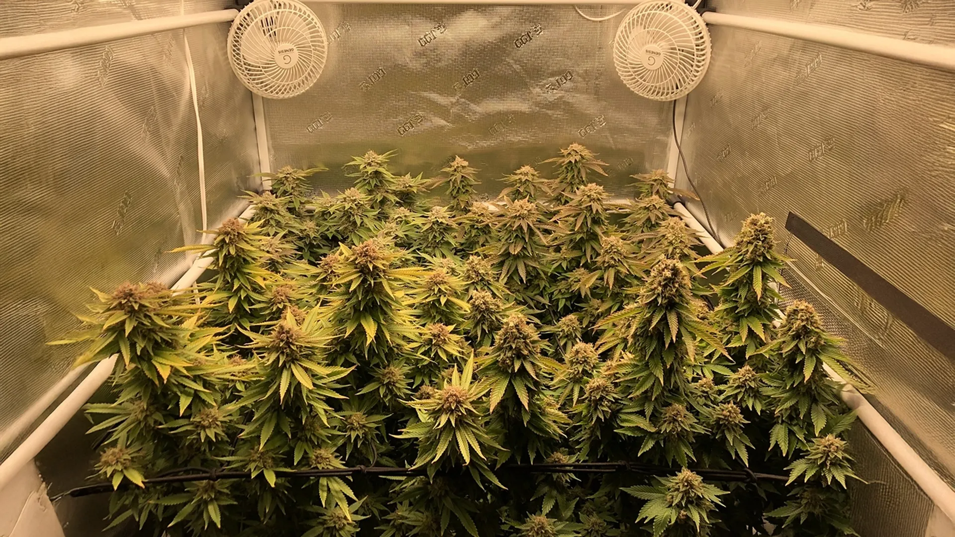 Indoor cannabis plants with dense foliage under two small fans in a reflective grow tent.