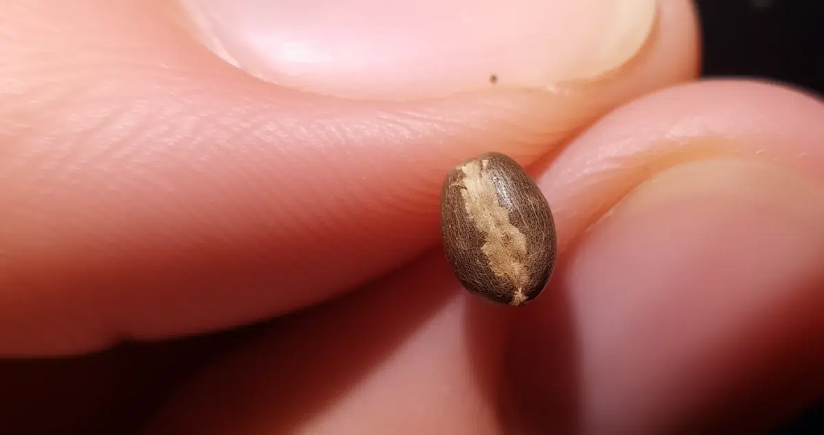 A cannabis seed showing visible signs of scarification, a process that helps break down the outer shell for improved germination.