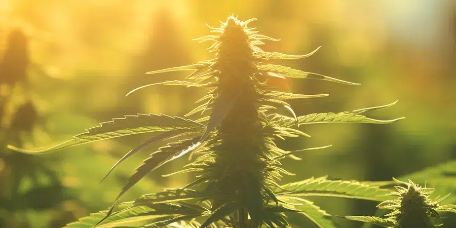 A close-up of a cannabis plant in the flowering stage, with developing buds and visible pistils, indicating it is progressing towards full bloom.