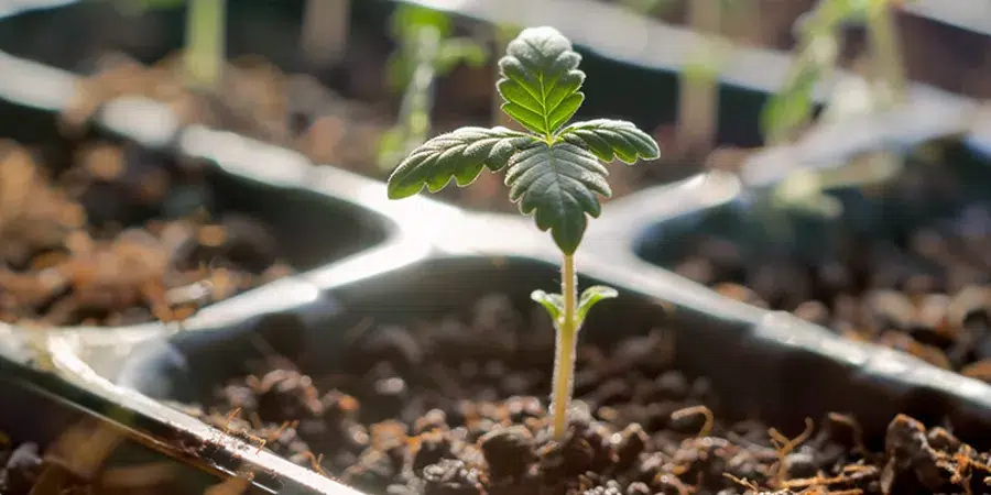 A young plant seedling with green leaves grows in a soil-filled tray under sunlight.