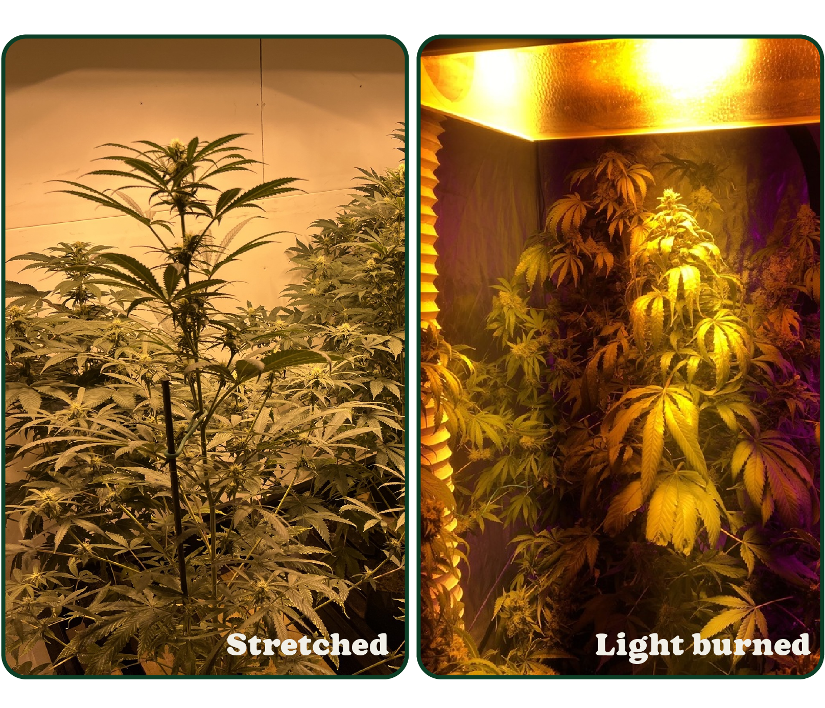 Side-by-side comparison of two cannabis plants: one labeled "Stretched" with tall growth, the other "Light burned" with yellowing leaves.