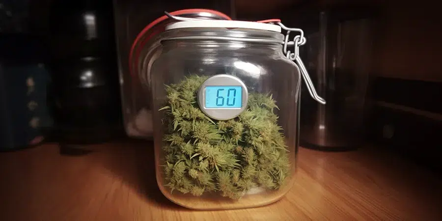 Cannabis buds curing in a glass jar for optimal quality.