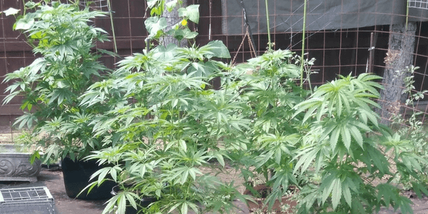 A cannabis plant in the vegetative stage with some leaves being removed to enhance airflow and light distribution to the lower parts of the plant.