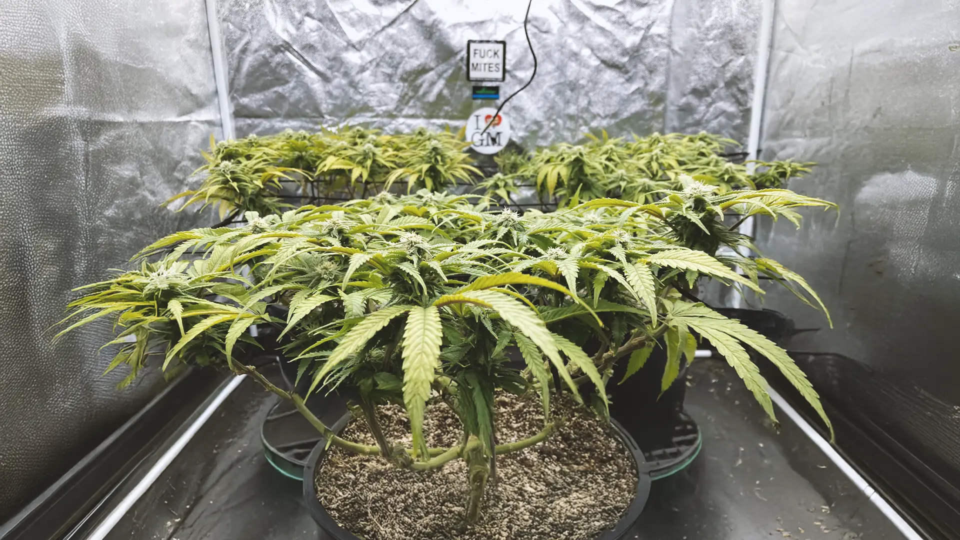 Cannabis plants growing indoors in pots, surrounded by reflective material. Signs with text are visible in the background.