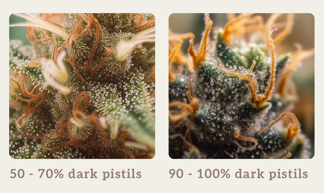 A close-up of cannabis pistils, showing their color change from white to orange or red as the plant matures.