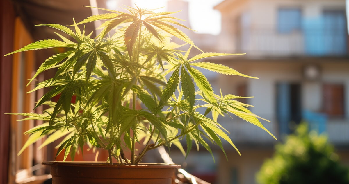 Cannabis plants growing on a balcony or terrace, planted in pots, making the most of outdoor space to thrive with natural sunlight and fresh air.