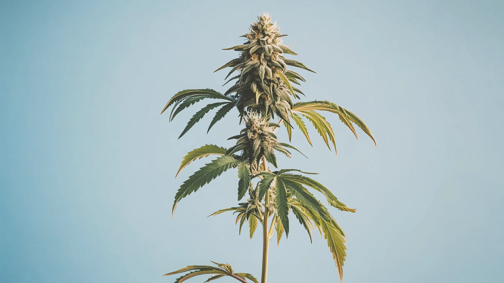 Flowering plant
