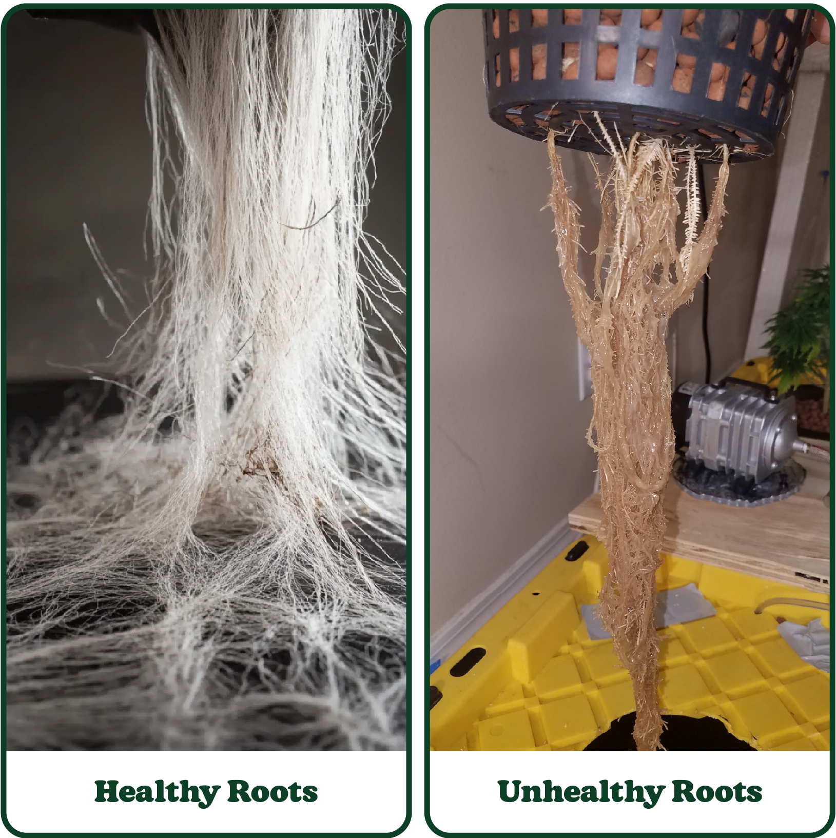 Healthy and unhealthy roots