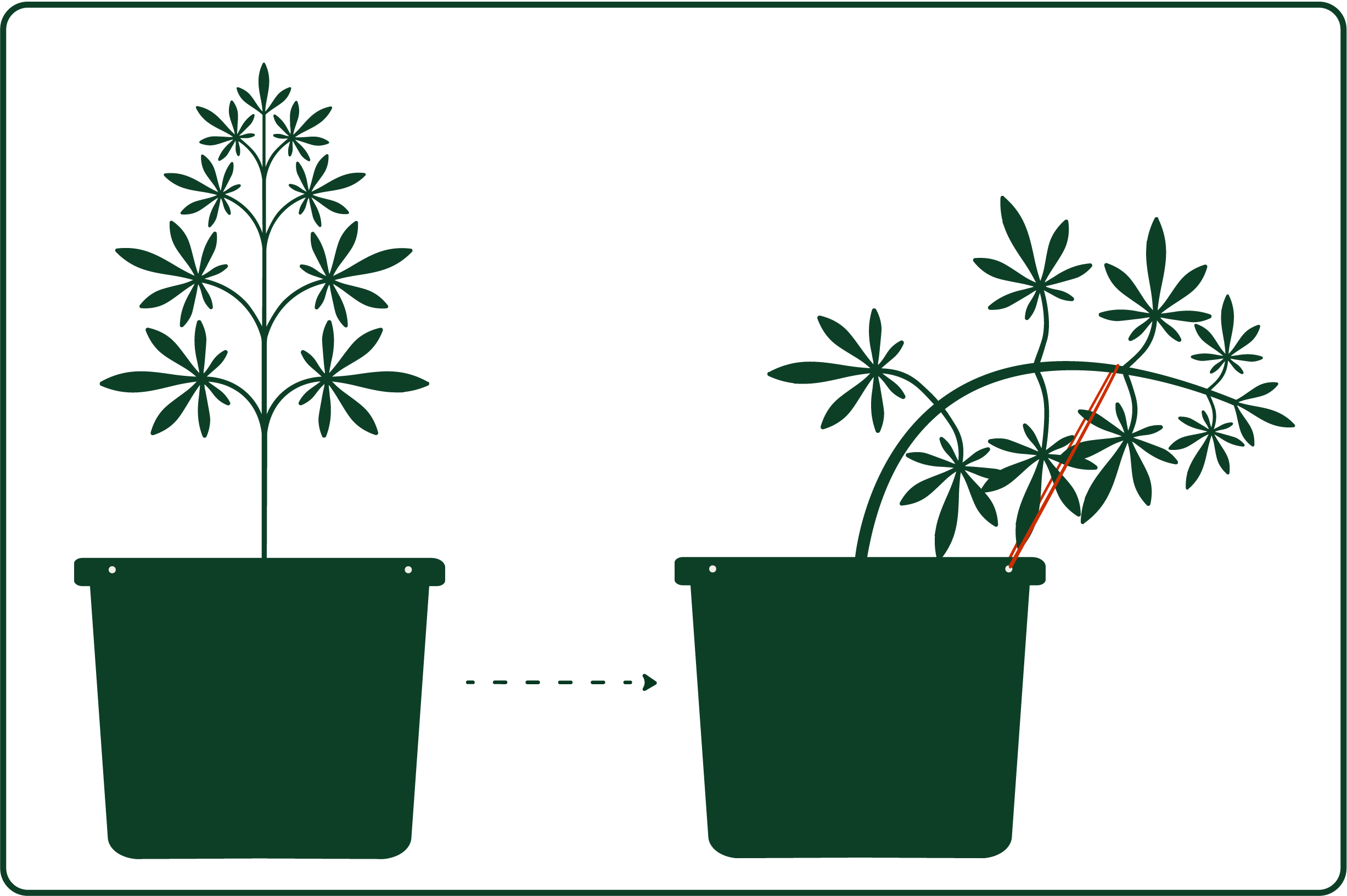 Illustration of two potted plants; the left is upright, the right is bent with a red band indicating a point on its stem.