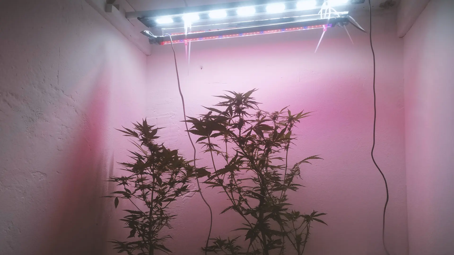 Two cannabis plants growing indoors under LED lights, with pinkish walls and a minimal setup.