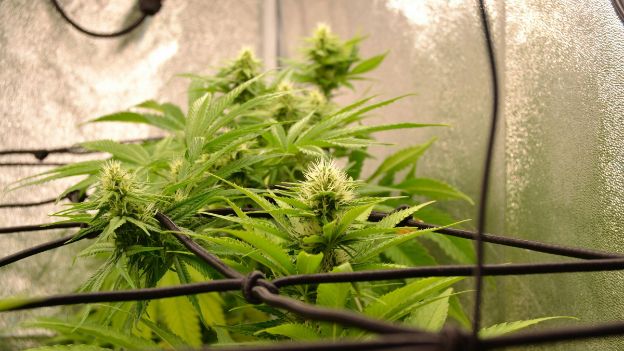 Mistakes New Growers Make (and How to Avoid Them)