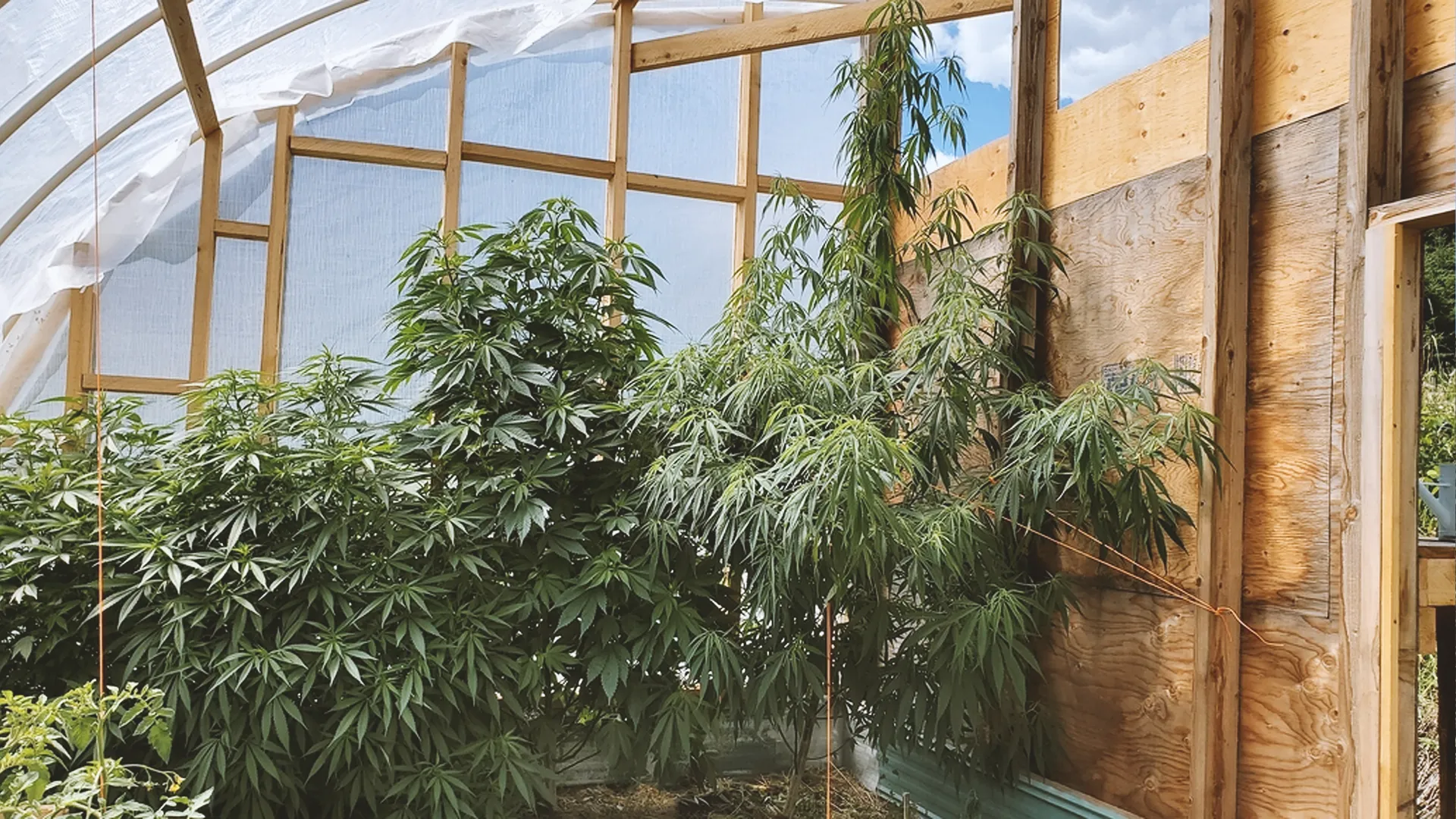 Greenhouse interior with tall cannabis plants growing under a translucent roof, surrounded by wooden walls and natural light.