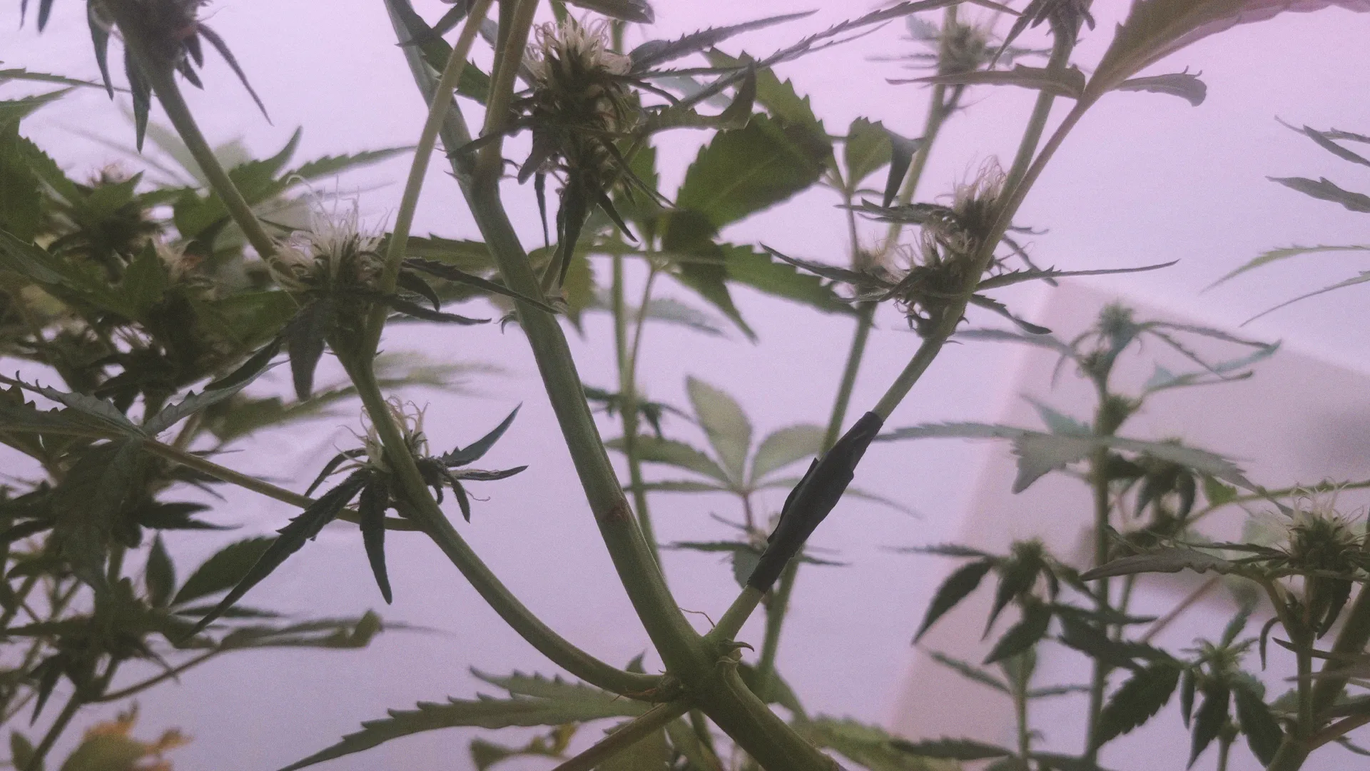 Close-up of cannabis plants with slender stems and jagged leaves against a soft purple background.