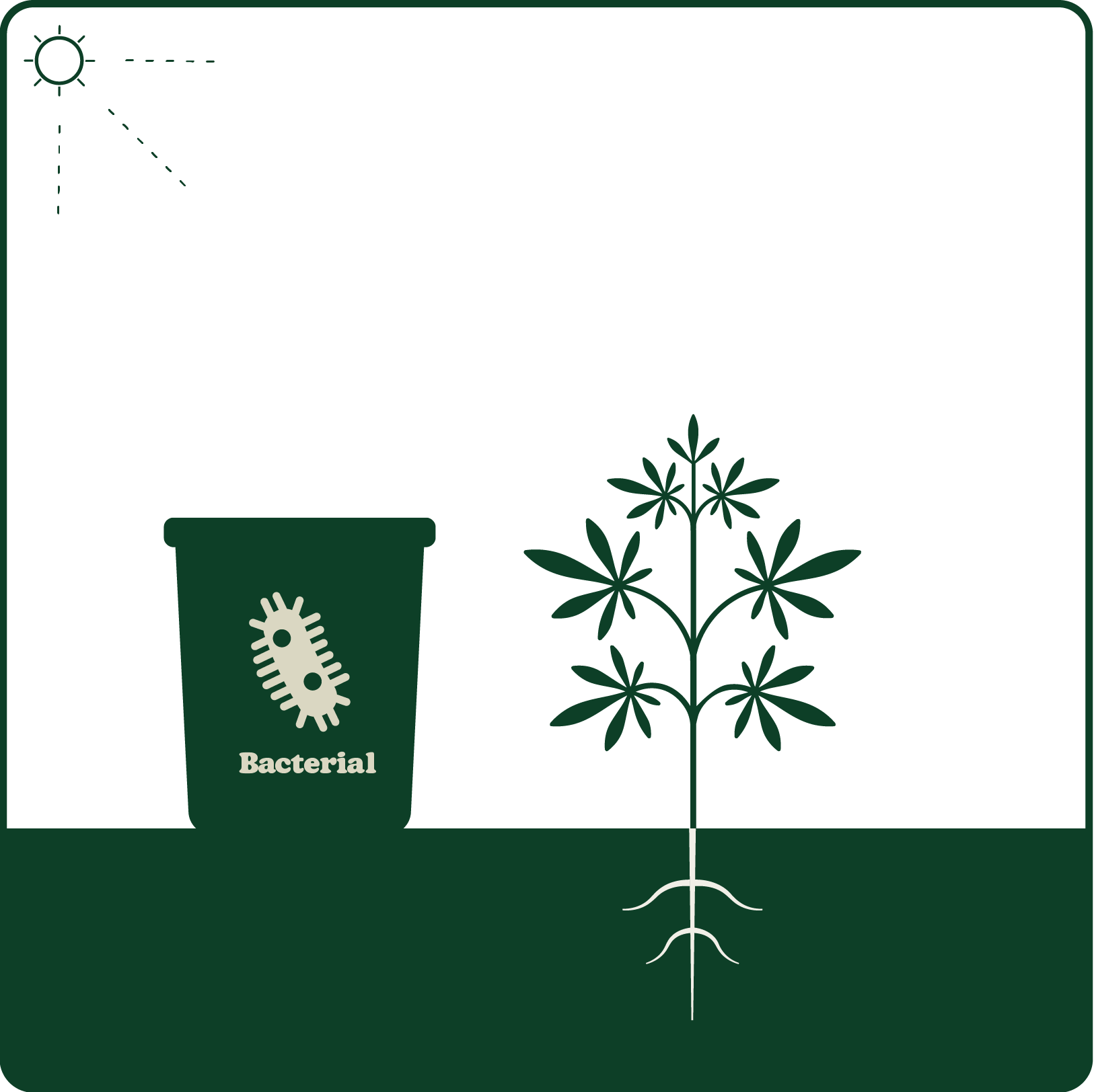 Illustration of a plant with visible roots next to a container labeled "Bacterial," under a sun icon, suggesting bacterial growth enhancement.