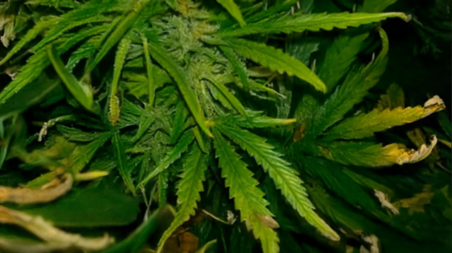 Cannabis plants displaying heat stress symptoms, including curled leaves and drooping stems, caused by exposure to high temperatures.
